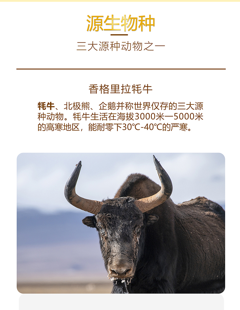 兒童牦牛奶詳情頁_06.jpg