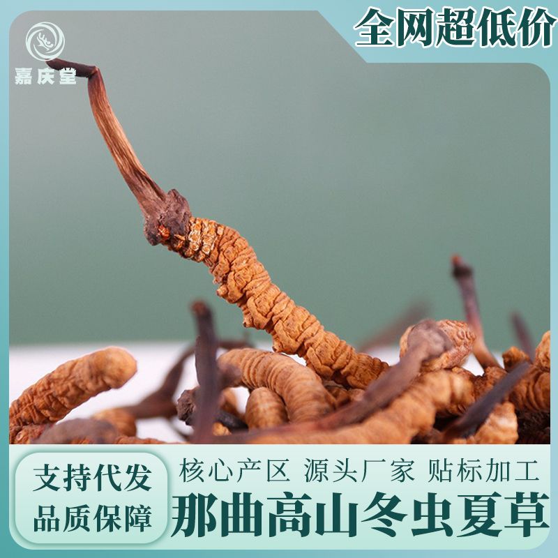 那曲冬蟲夏草源頭產地直收正品實體看貨蟲草滋補品批發(fā)代發(fā)非青海.jpg