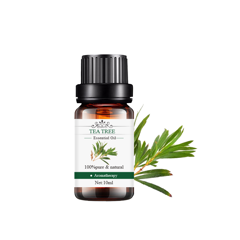 茶樹 Tea tree.jpg
