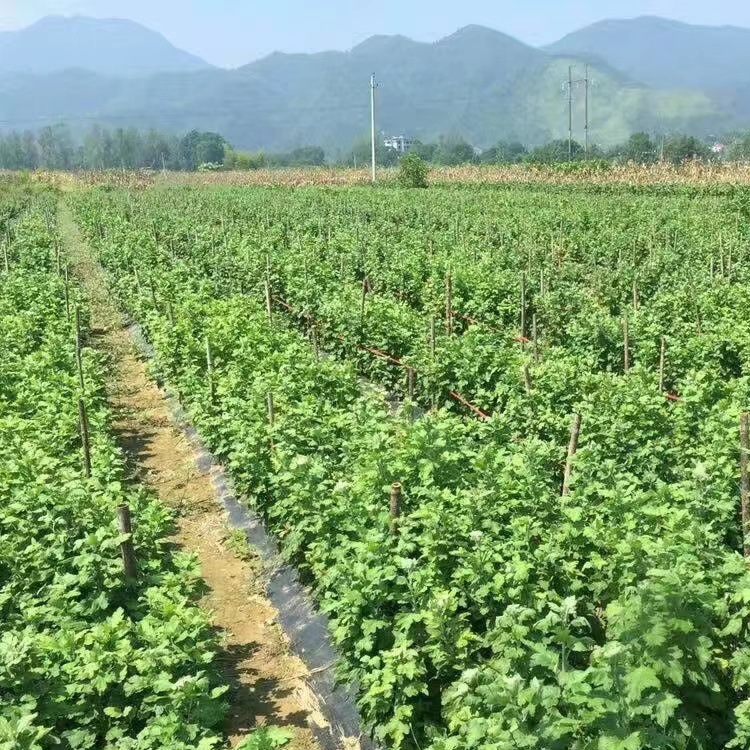 菊花茶茶葉金絲皇菊焦作特產(chǎn)菊花黃菊大朵創(chuàng)源堂廠家批發(fā)3.jpg