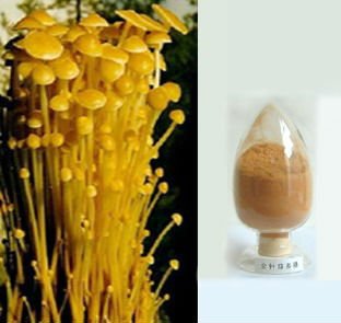 金針菇多糖提取物粉OEM代加工,源頭工廠利潤(rùn)高方操作空間大